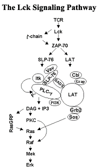 Drawing of Lck signaling pathway