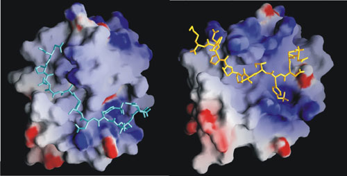 Photo of a small molecule binding to a pocket in a protein.