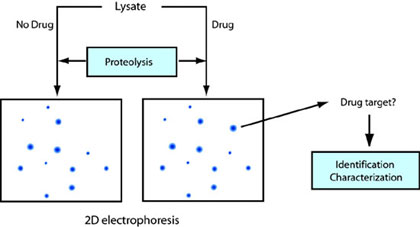 Target identification by pulse proteolysis
